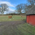 Cattle And Horses At Lundstedet At Skovsgaard
