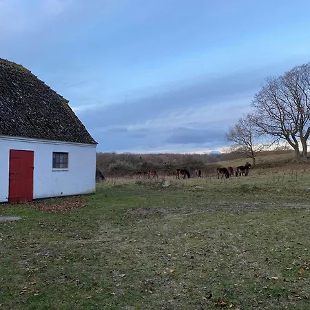 Cattle And Horses At Lundstedet At Skovsgaard Semesterbostad Rudkøbing