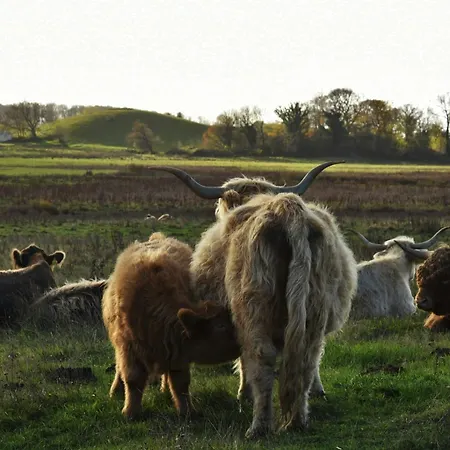 Cattle And Horses At Lundstedet At Skovsgaard Prázdninový dům