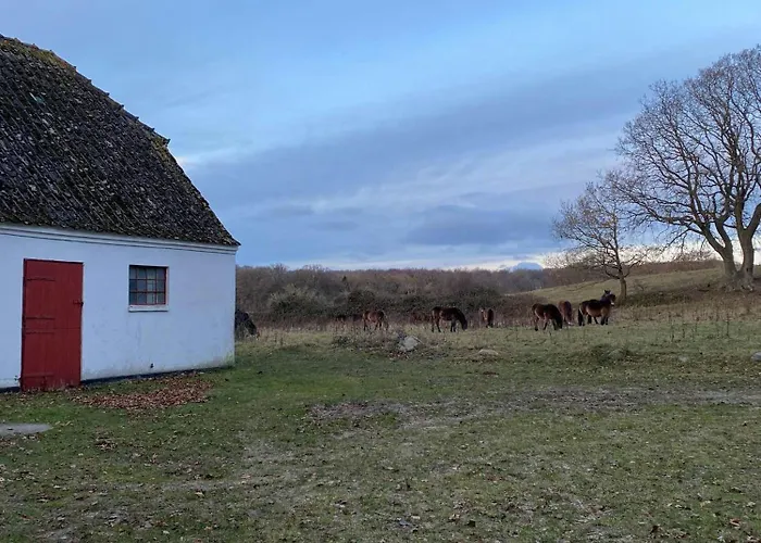 Cattle And Horses At Lundstedet At Skovsgaard Сasa de vacaciones Rudkøbing